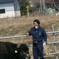 Parainez une vache de Fukushima!!