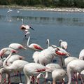 22 - Flamants roses