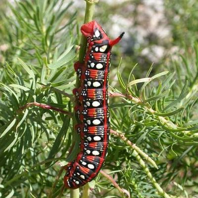 Sphinx de l'Euphorbe