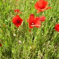 Le retour des coquelicots à Berthoud