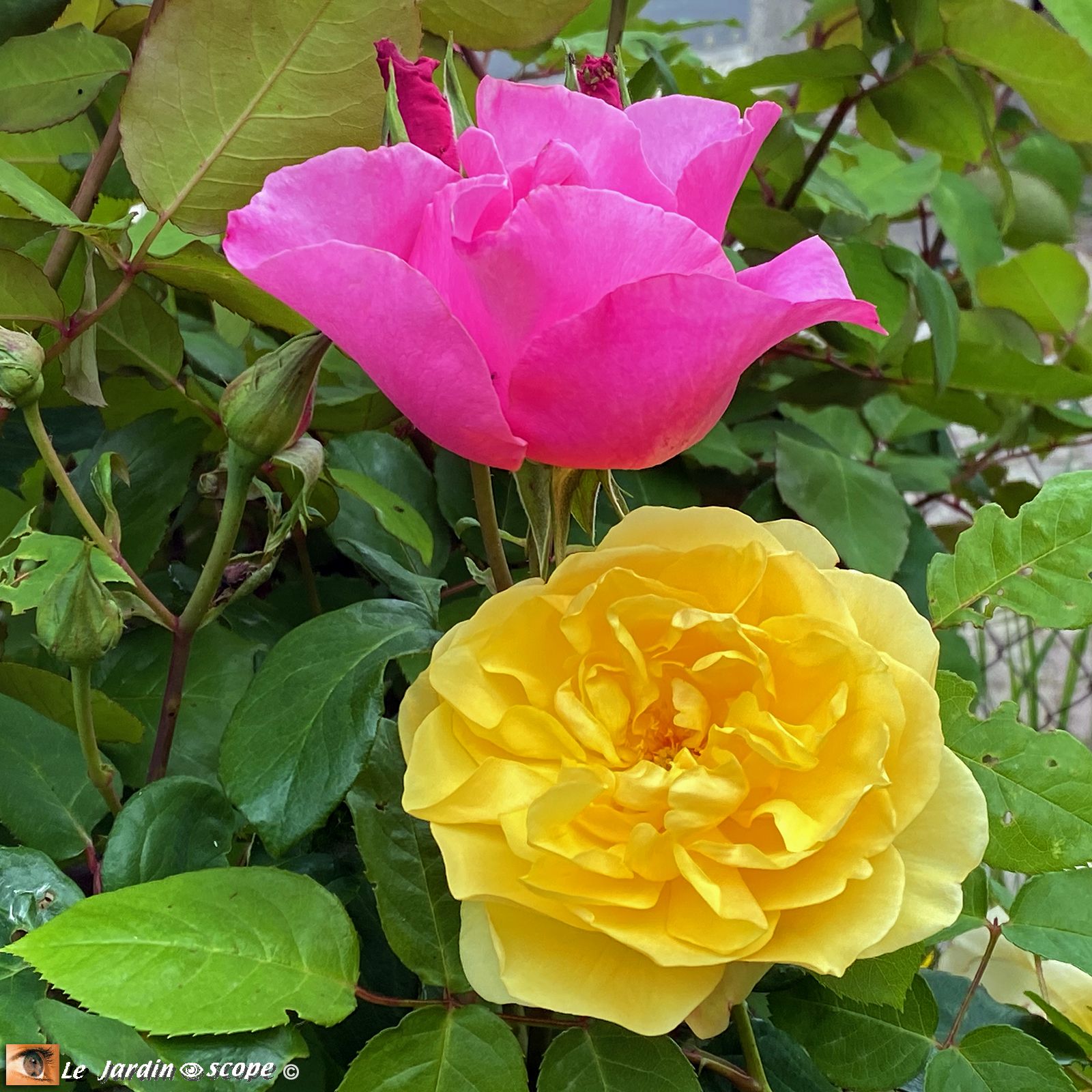 Rosa Graham Thomas et Rosa Paul Mc Cartney