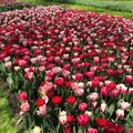 Keukenhof - Noordwikj - Les Tulipes
