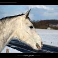 Parc et neige