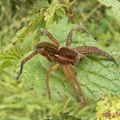 Dolomedes   sp