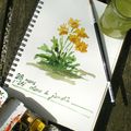 aquarelle au jardin