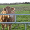 de magnifiques vaches curieuses mais peureuses - 04 saint-germain-des-champs/89630