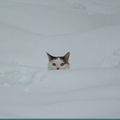 Mon chat peut-il attraper froid l’hiver ?