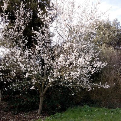 Prunus en fleur!!!