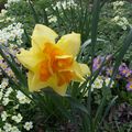 The daffodils