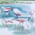 Flamingoes à Maguelone 