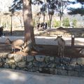 Jour 3 : Visite de Nara