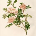 Perpetual Rose,une lithographie du livre "The Genus Rosa" d'Ellen Willmott...