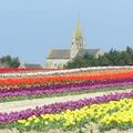 champs de tulipe a la torche 29