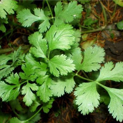 Des condiments, pas des ballonnements ! 