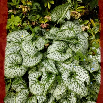 Brunnera Jack Frost