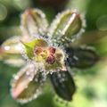 Perles d'eau d'un matin au jardin