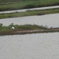 Avocette élégante