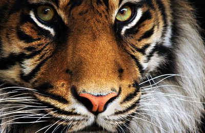 ANIMAUX_TIGRE.