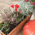 Jardinière #1 d' automne : bruyère, cyclamen, helichrysum