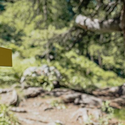 L'Arolle millénaire Un pin des Alpes de Val-d'Isère