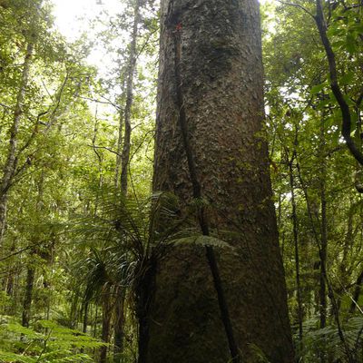 Waipoua Forest