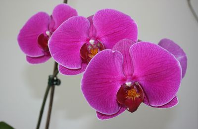 Orchidées, mes amies...