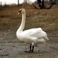 le cygne est un signe