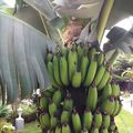 De l'art de faire mûrir les bananes