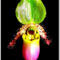 Le Paphiopedilum glaucophyllum ou Sabot de Vénus...