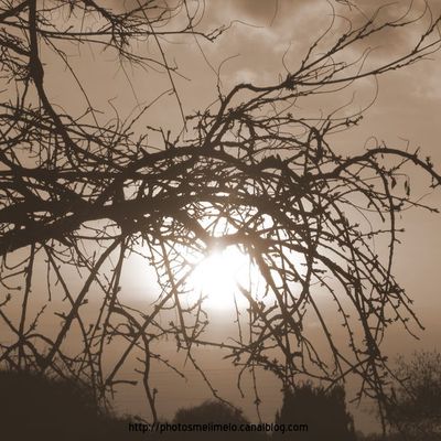 L'arbre oreiller du soleil