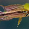 apistogramma AGASSIZII