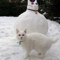 * Blan chat, blanc bonhomme de neige. 