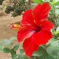 Bonjour Cette jolie fleur d'hibiscus (prise