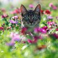 Les Chats de Mai de la Fée Brodeuse