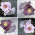 HANAMI 