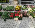 vente de fleurs