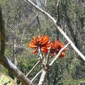 Bouquet Indien