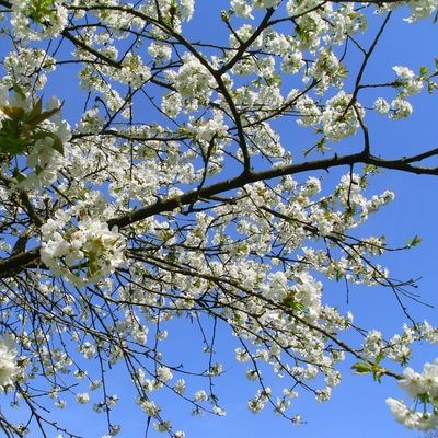 Un peu de Rien, beaucoup de Tout ........