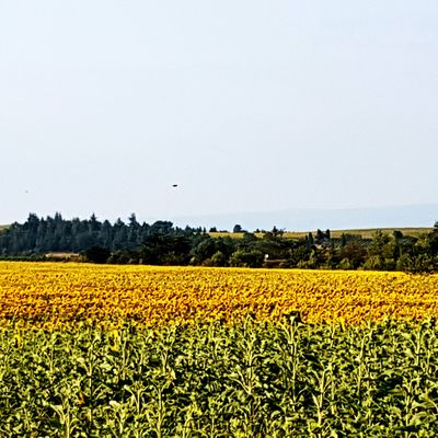 LE DOMAINE DU SEIGNOU ET SON GITE "LAVANDE ET COQUELICOTS"