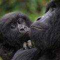 RDC: cinq gorilles nés en temps de guerre, lueur d'espoir pour leur espèce