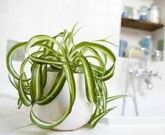 👨‍🌾 Paysagiste pays basque : Chlorophytum Les plantes dépolluantes.