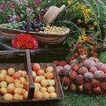 Celui qui possédait 2 jardins