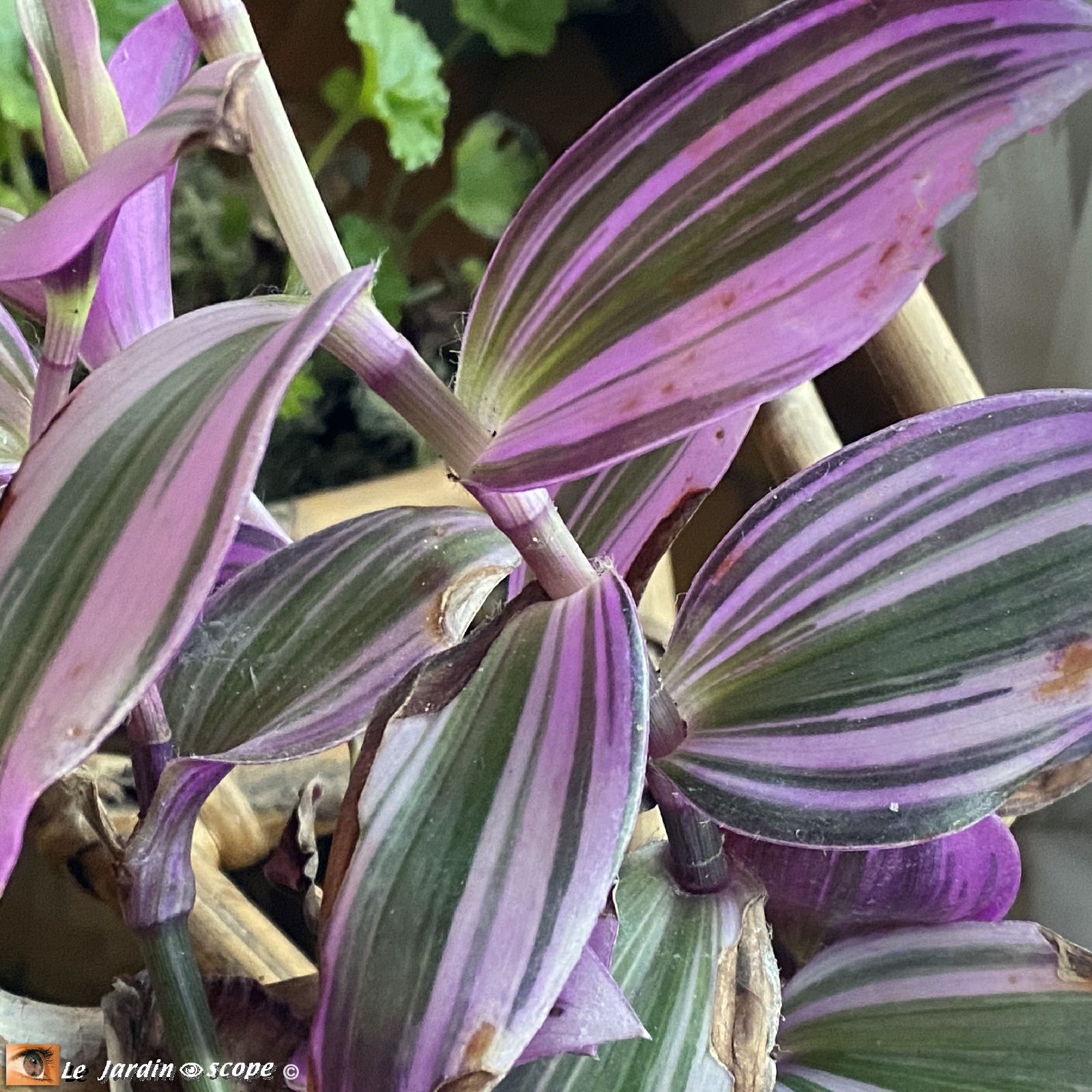 Tradescantia zebrina