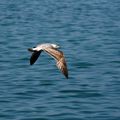 Mouette du lac Léman