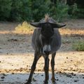 LES ANES DU POUGET - HERAULT