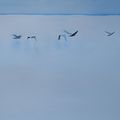 Les oiseaux du Golfe.