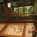 S'amuser à Strasbourg : le musée zoologique