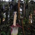 L'amorphophallus titanum au Jardin des Plantes