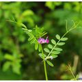 Petite composition de fleurs sauvages