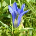 Gentiana pneumonanthe L., 1753 Larrau (64) aout